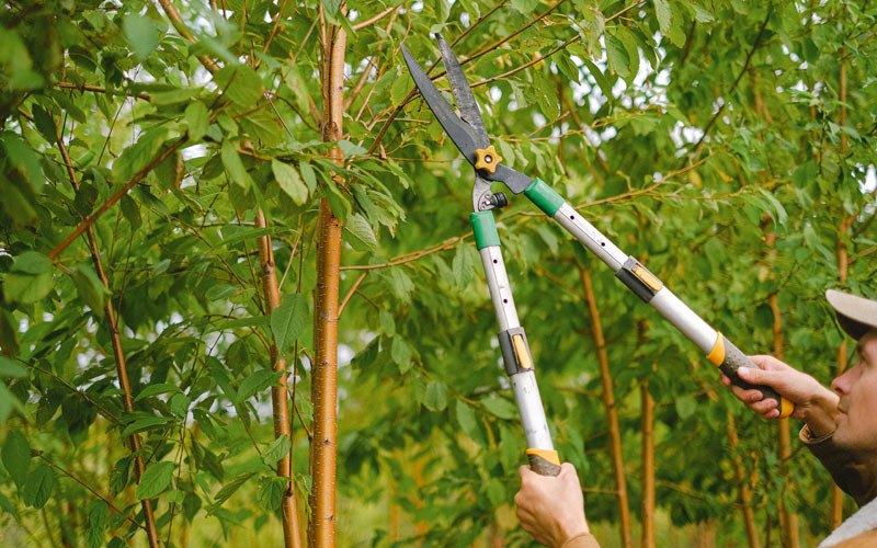 Tree trimming in Rufus, OR